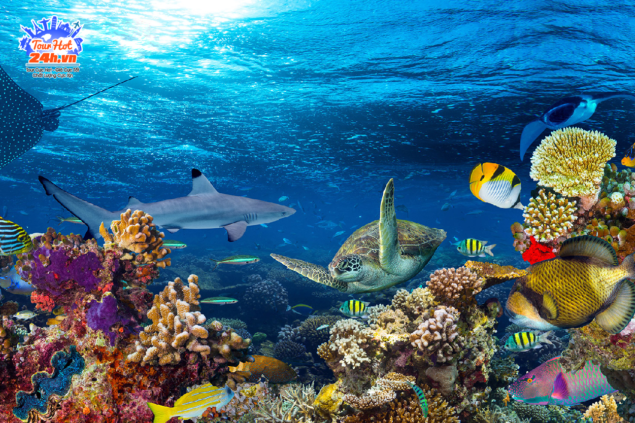 tour-maldives-tron-goi-5-sao tour-maldives-tron-goi-5-sao