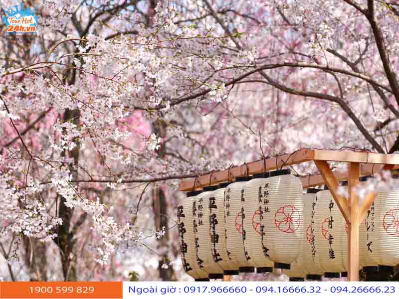 kinh nghiệm du lịch Nhật Bản tháng 4