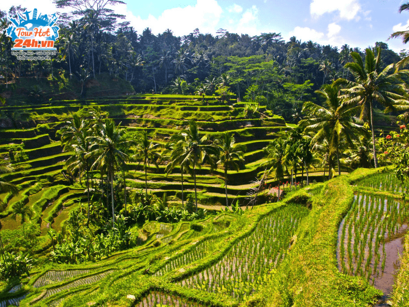 ruong-bac-thang-Tegalalang-bali ruong-bac-thang-Tegalalang-bali