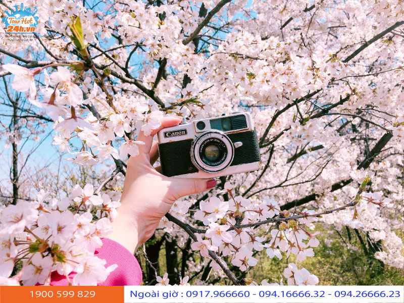 di du lịch hàn quốc mùa nào đẹp nhất