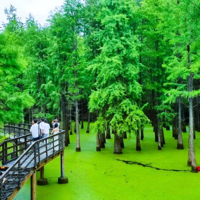 rung-ngap-nuoc-matcha-thanh-son