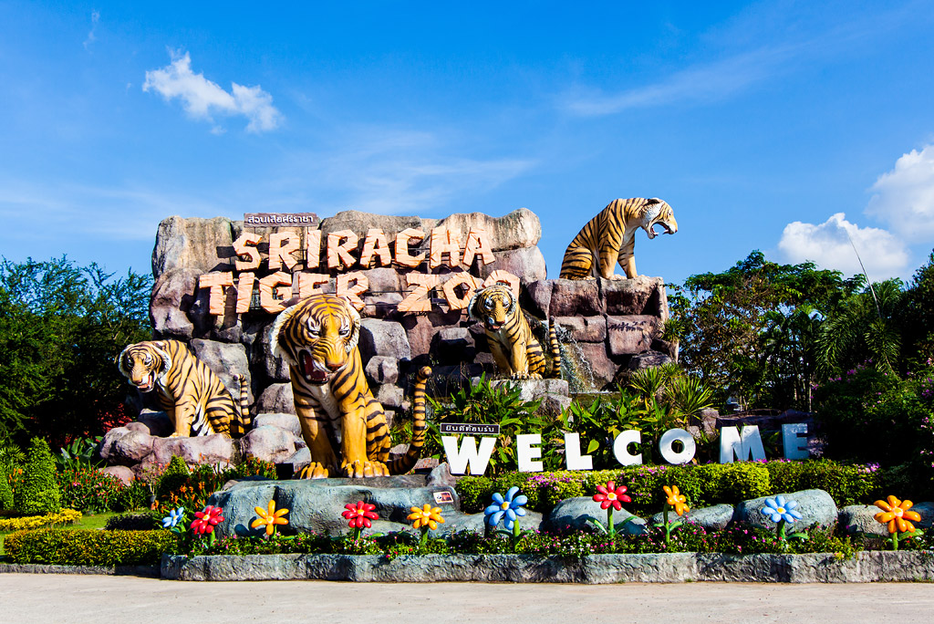 tigerzoo1 tigerzoo1