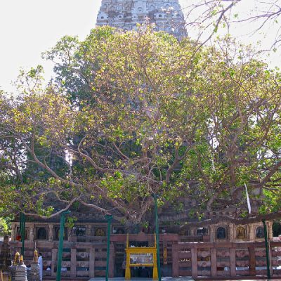 coi-bo-de-tour-an-do-hanh-huong