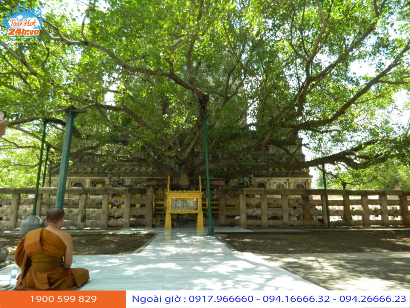 coi-bo-de Cội Bồ Đề