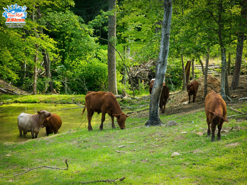 Motithang-Takin-Preserve Motithang-Takin-Preserve