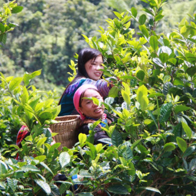Rừng chè Shan Tuyết