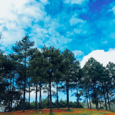 Rừng thông Bản Áng