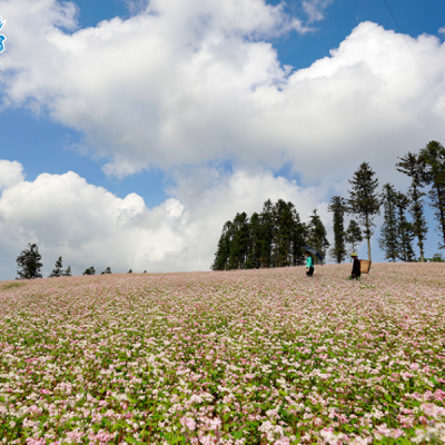 canh-dong-hoa-tam-giac-mach-simacai-2