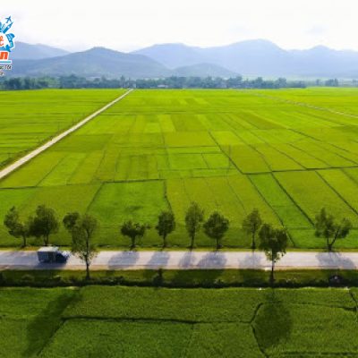 canh-dong-muong-thanh