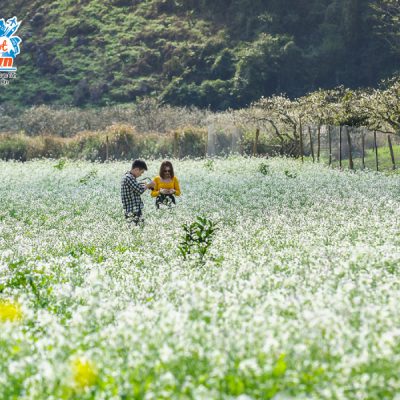 hoa-cai-trang-moc-chau