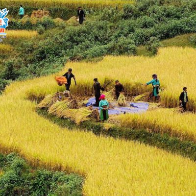 ruong-bac-thang-ban-phung-1