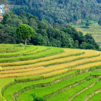 ruong-bac-thang-xin-man