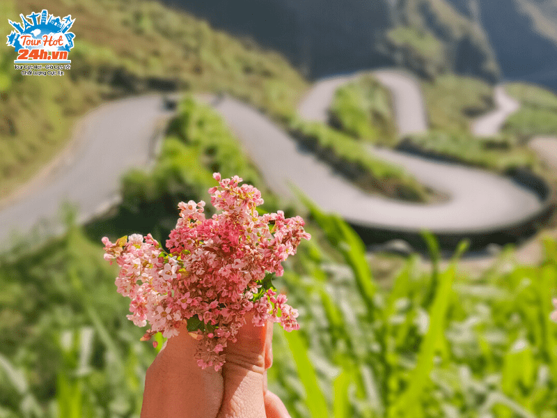 Lễ hội hoa tam giác mạch Hà Giang 2020 chủ đề “Sắc màu hoa đá ...