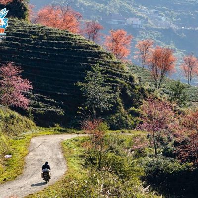 cung-duong-mua-xuan-len-deo-o-quy-ho