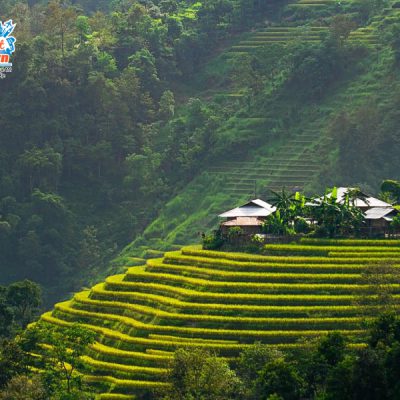 hoang-su-phi-mua-lua-chin-1