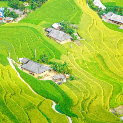 hoang-su-phi-mua-lua-vang