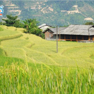 hoang-su-phi-mua-thu-vang