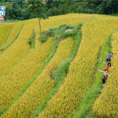 hoang-su-phi-mua-vang-1