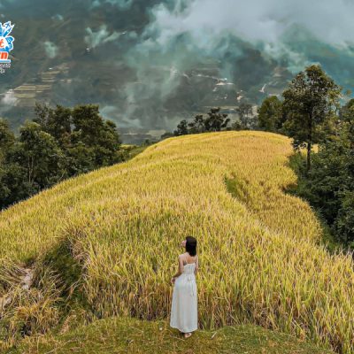 hoang-su-phi-mua-vang-lua-chin