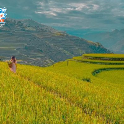 mu-cang-chai-mua-lua-Rosa-Bella