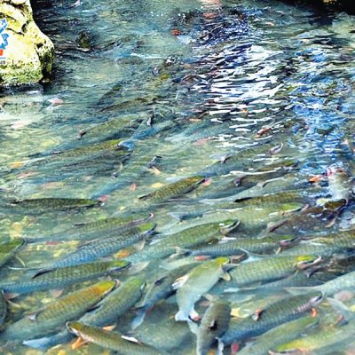 suoi-ca-than-cam-luong