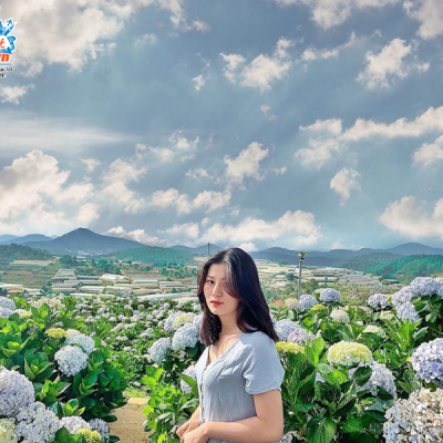 Vườn hoa Cẩm Tú Cầu