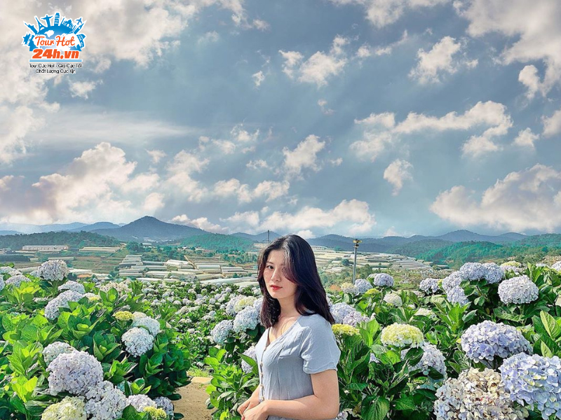 5 Vườn hoa Cẩm Tú Cầu