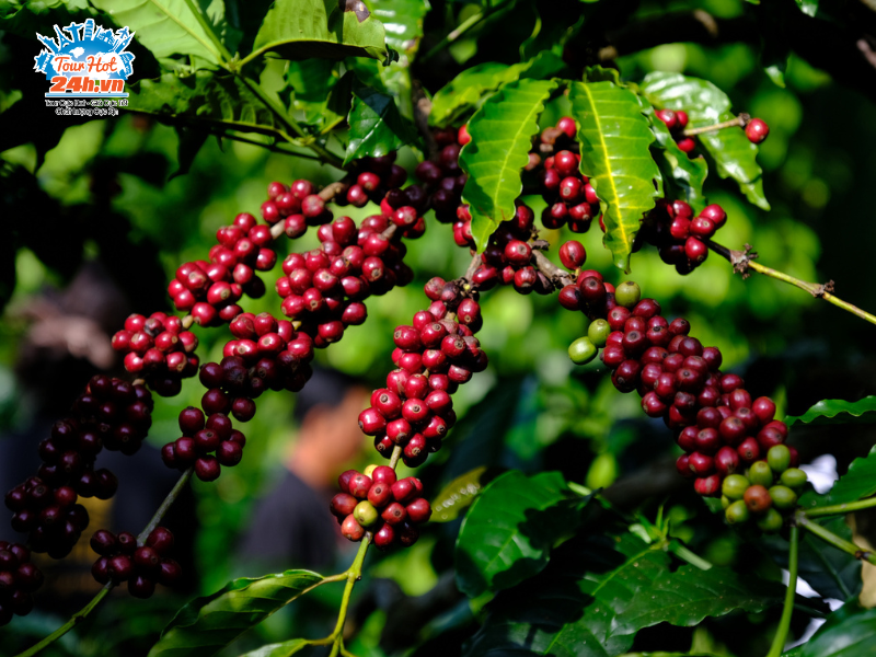 Vuon ca phe Vuon ca phe