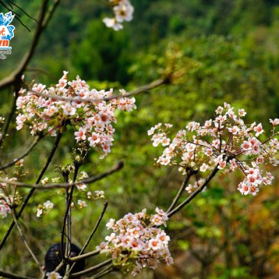 binh-lieu-mua-hoa-trau