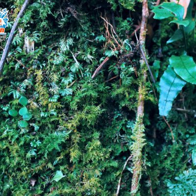 di-quanh-khu-rung-nguyen-sinh