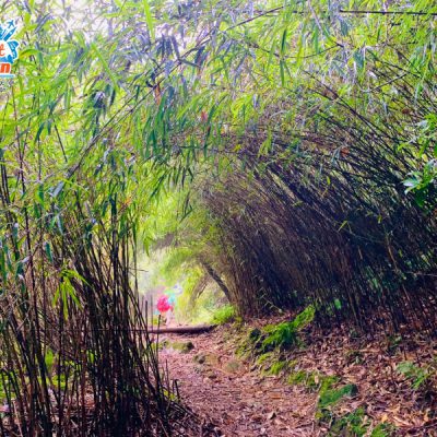 duong-di-ta-chi-nhu-4