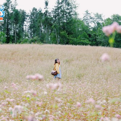 ruong-hoa-tam-giac-mach-simacai