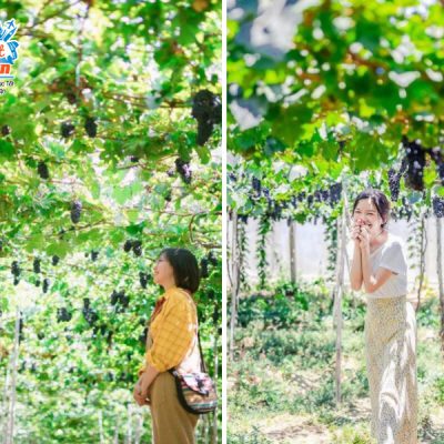vuon-nho-ninh-thuan