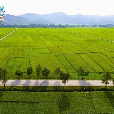 canh-dong-muong-thanh