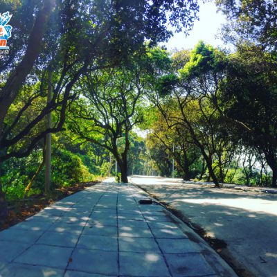 rung-choi-nguyen-sinh-co-to