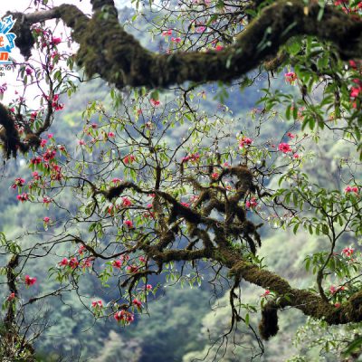 rung-nguyen-sinh-pu-ta-leng