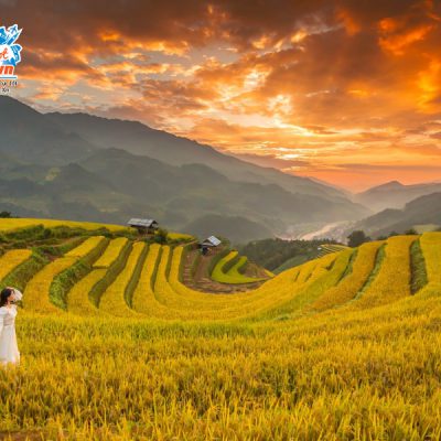 mu-cang-chai-mua-vang