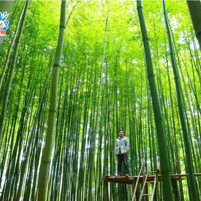 rung-truc-mu-cang-chai