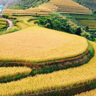 ruong-bac-thang-xim-vang