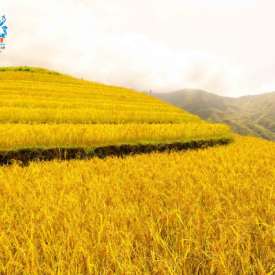 ruong-bac-thang-xim-vang-mua-thu