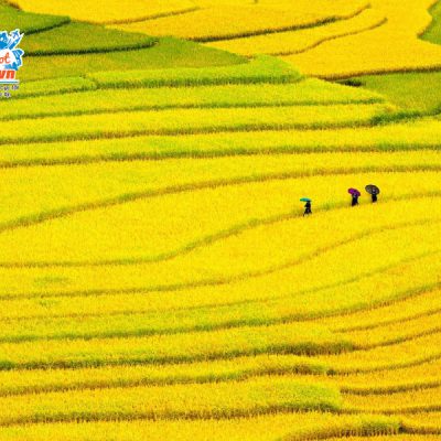 tu-le-mua-vang