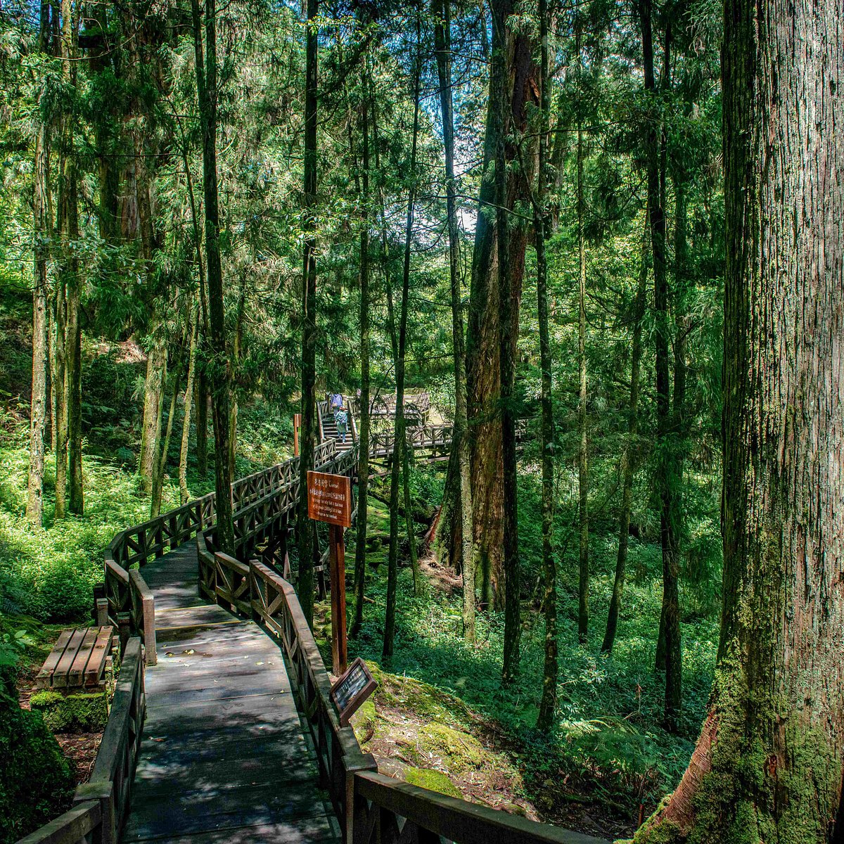 A Lý Sơn A Lý Sơn