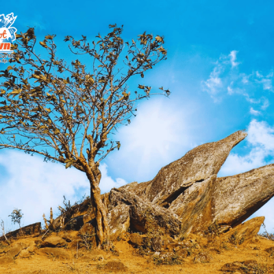 Thien-duong-san-may-Ta-Xua-mom-ca-heo