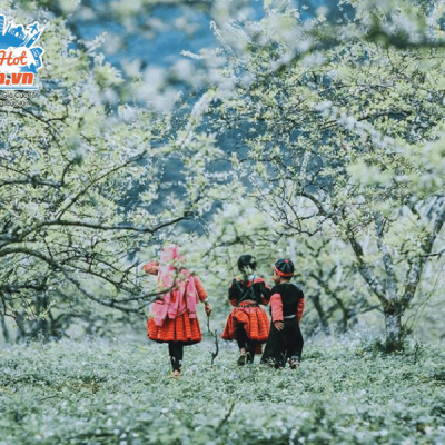Cao-nguyen-Moc-Chau-mua-xuan-2