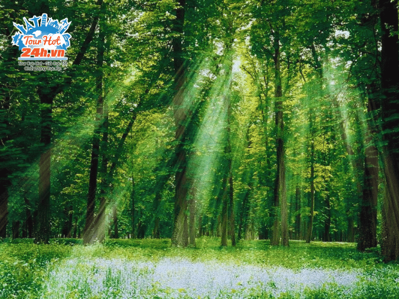 vuon-quoc-gia-cuc-phuong-2