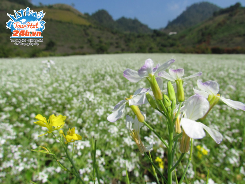 mua-hoa-tay-bac-hoa-cai-trang