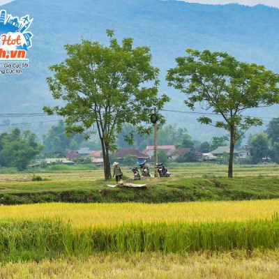 thu-hoach-lua-o-canh-dong-muong-thanh-1