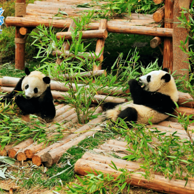cong-vien-gau-truc
