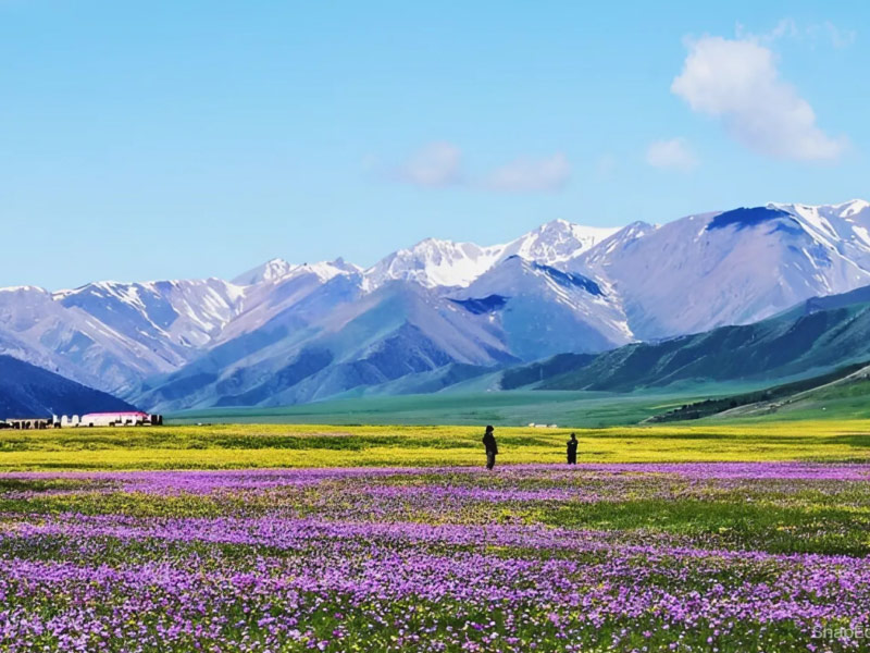 canh-sac-tan-cuong canh-sac-tan-cuong