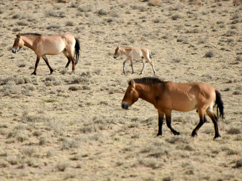 sa-mac-Kalamaili-tour-tan-cuong-9n9d sa-mac-Kalamaili-tour-tan-cuong-9n9d